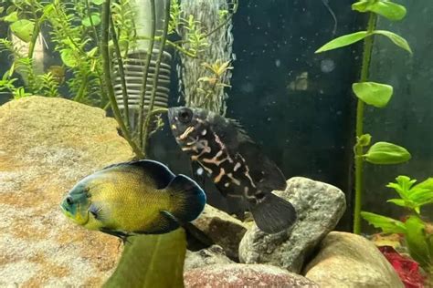 Oscar Fish: Care, Tank Size, Food, Tank Mates, And Diseases.